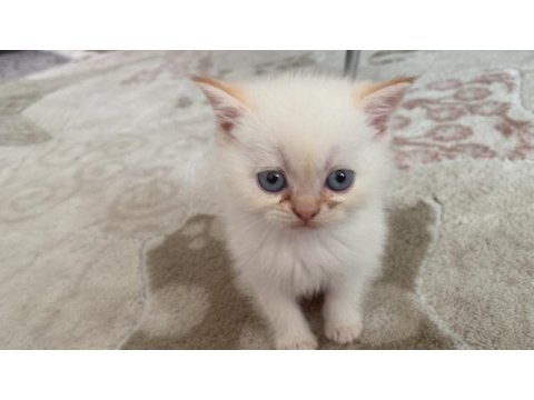British longhair kedisi sahiplendirme