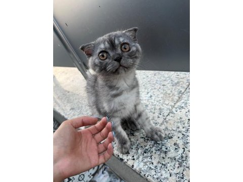 Safkan scottish fold 2 aylık erkek