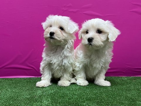 Maltese terrier yavru