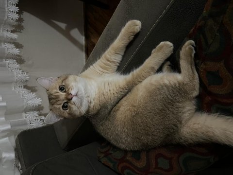 British shorthair oğlumuza eş arıyoruz