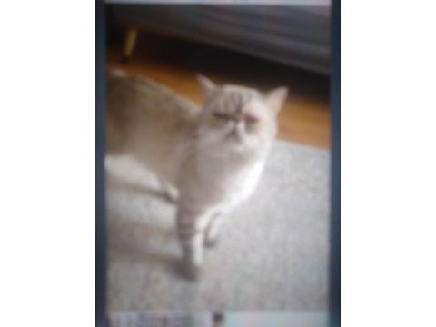 2 yaşında exotic shorthair sahiplendirme