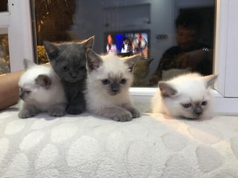 British shorthair blue point yavrularımız safkan