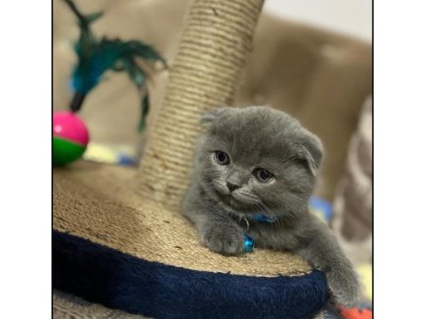Scottish fold kedimiz