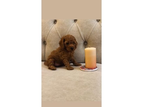 Güzel poodle kızımız