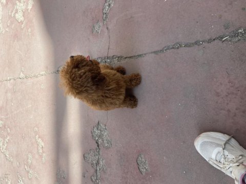 Kaliteli kore kan poodle