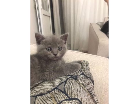 60 günlük bebek dişi british shorthair
