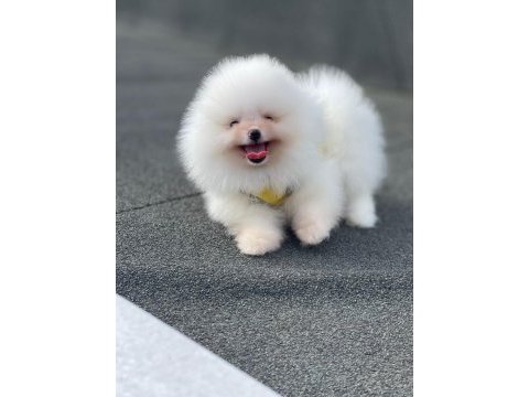 Show kalite ayı surat pomeranian yavrular
