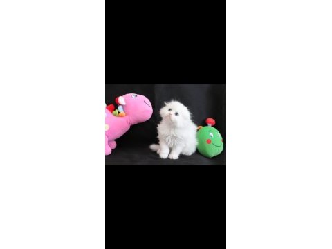 Hodri meydan daha güzeli yok scottish fold