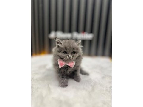 Baby face british longhair blue