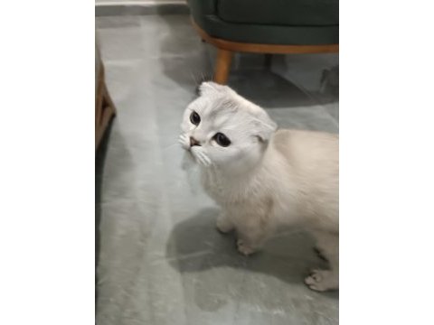 Beyaz mavi gözlü scottish fold