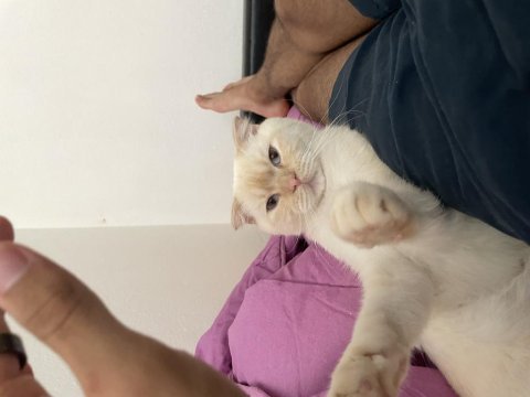 Blue point 7 aylık erkek