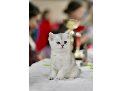 Muhteşem tonda ns24 silver british shorthair 