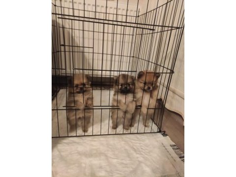 Adanadan pomeranian yavrularımız