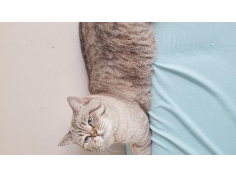 British blue point erkek shorthair