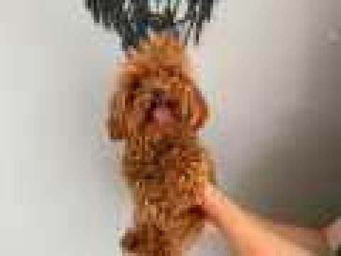 Aşılı ped eğitimli koyu kusursuz toy poodle dişi
