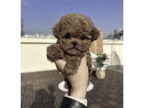 Toy poodle cins