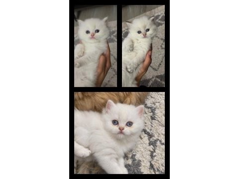 British longhair yavrular