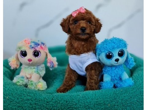 Şecereli mini boy toy poodle yavrularımız