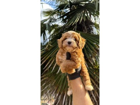 Maltipoo yavrumız yeni yuvasına hazır