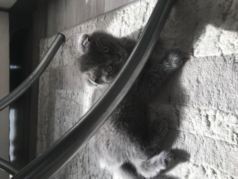 Scottish fold cinsi kendi yavrularım