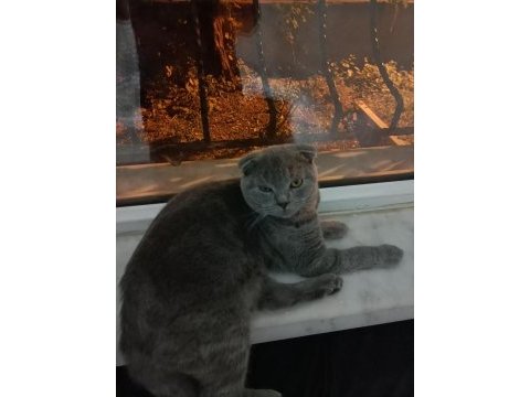 1.5 yaşında scottish fold