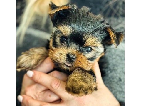 Minnoş yavru köpekler