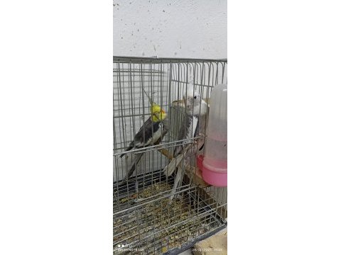 Sağlıklı 1 çift ve 1 ad tek erkek sultan papağanı