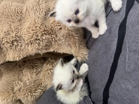 4 erkek saf yavru ragdoll