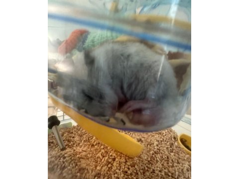 3 aylık suriye hamster sahiplendirme