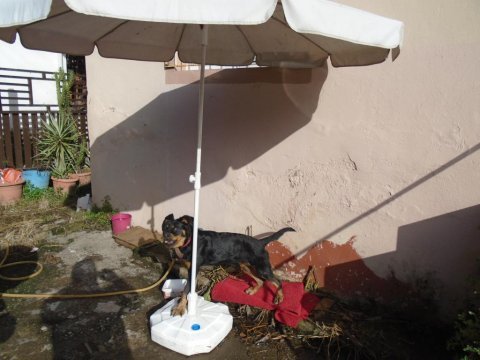 Bir yaşında dişi rottweiler