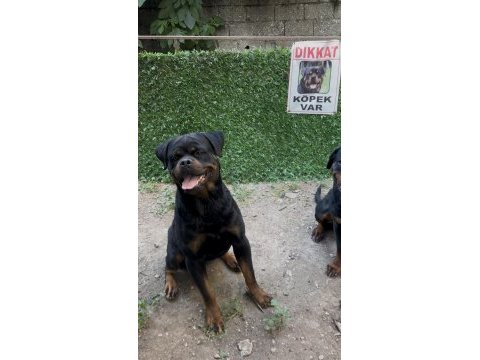 Erkek rottweiler yer kmaraş detay için yazın