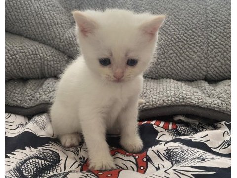 British shorthair yavrularımız yuva arıyor