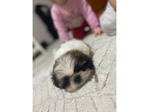 Yavru şitsu köpeği
