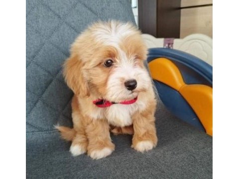 Ev üretimi maltipoo bebeklerimiz