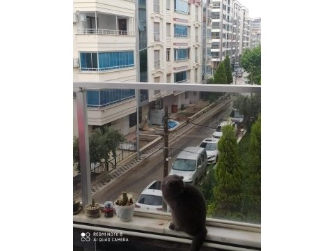 British shorthair kedimizi sahiplendirme