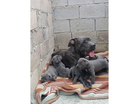 Orjinal cane corso bebekler