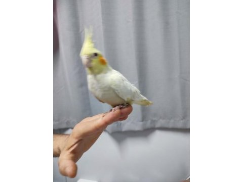 Unutulmaz sultan papağanı 4 aylık