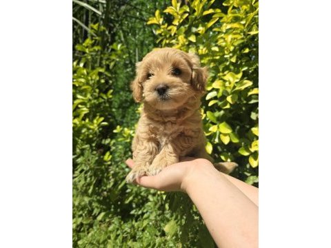 Orjinal teacup maltipoo