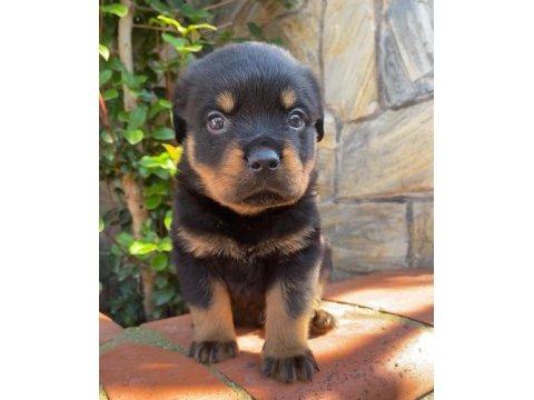 A kalite rottweiler yavruları