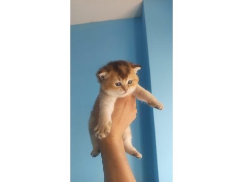 Yuvasına gitmeye hazır safkan a kalite bebek