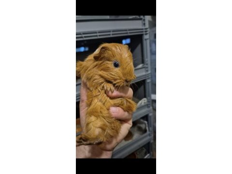 Safkan sheltie guinea pig bebekler