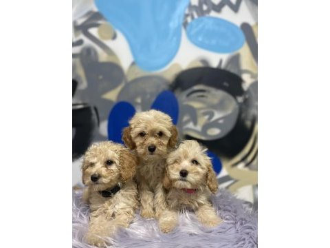 Tüy dökmez koku yapmaz antialerjik maltipoo yavrular