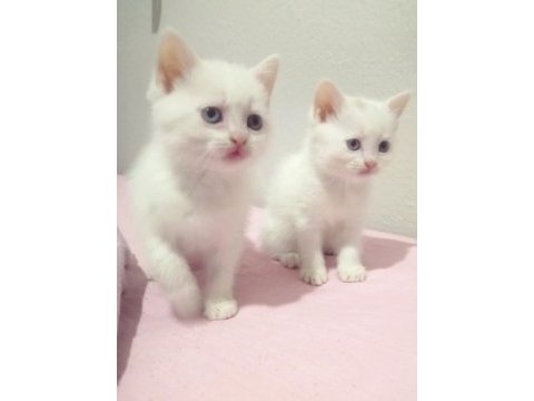 Her renkten british shorthair yavrular