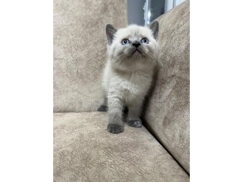 Safkan british shorthair ayı surat top kafa bebiş