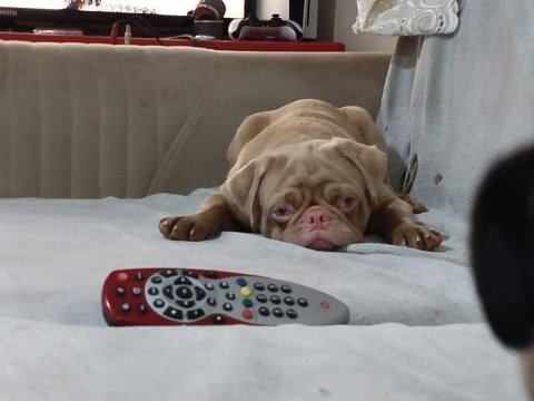 Egzotik white pink pug mops