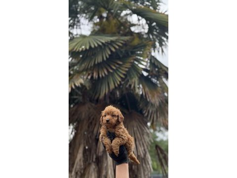 Maltipo ve poodle yavrularımız yuvalarını arıyor