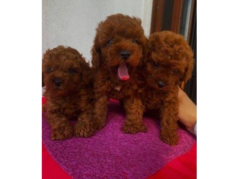 Elit patiler farkıyla toy poodle yavrular