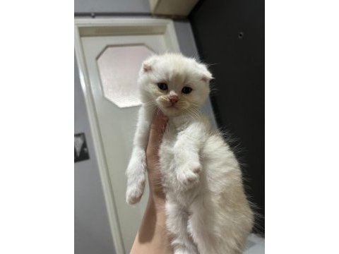 Scottish fold blue point yavrularım