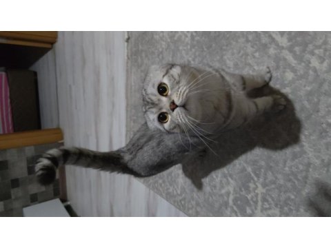 Silver scottish fold 1,5 yaşında erkek