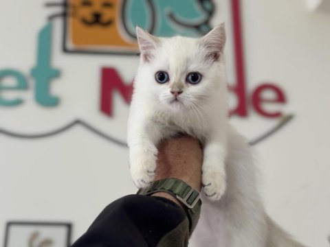 Yasal ruhsatlı çiftlikden british shorthair yavrularımız